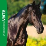 L'Étalon Noir 01 Ned - L'Étalon Noir / Walter Farley (Auteur)