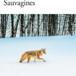 Sauvagines / Gabrielle Filteau-Chiba (Auteur)