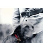 Le Collier Rouge / Jean-Christophe Rufin (Auteur)